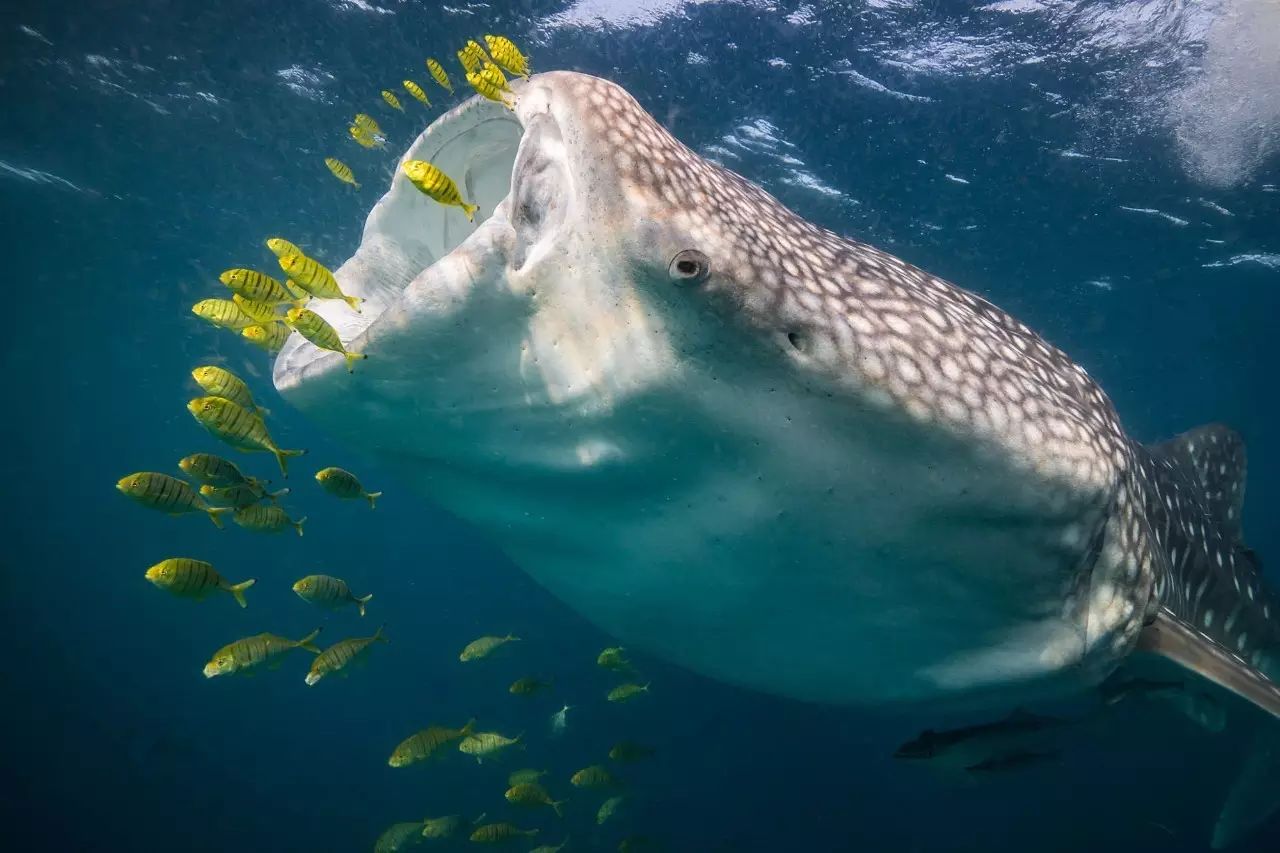 带孩子去全球最大的水族世界,与海洋生物近距离互动!