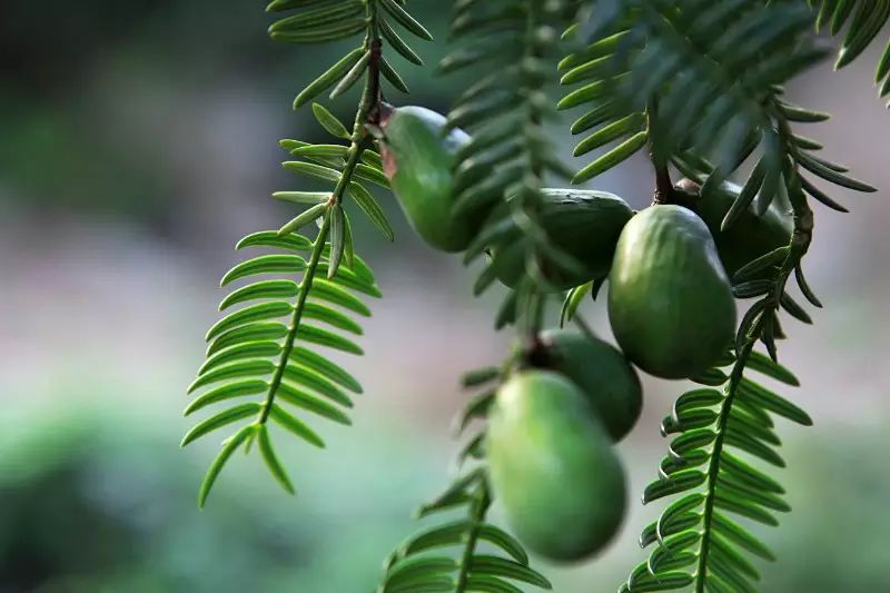 八仙花,六月雪,山茶,枸骨,海桐,杜鹃,忍冬,罗汉松,紫楠,棣棠,香榧等