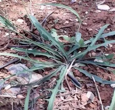 圆叶遏蓝菜百度百科_遏蓝菜_遏蓝菜霜霉