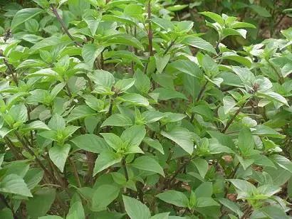 遏蓝菜_圆叶遏蓝菜百度百科_遏蓝菜霜霉