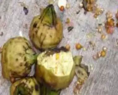 遏蓝菜霜霉_遏蓝菜_圆叶遏蓝菜百度百科