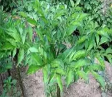 遏蓝菜霜霉_圆叶遏蓝菜百度百科_遏蓝菜