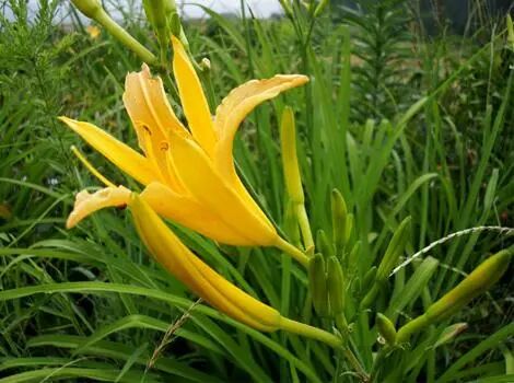 圆叶遏蓝菜百度百科_遏蓝菜霜霉_遏蓝菜