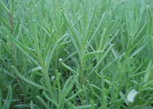 遏蓝菜_圆叶遏蓝菜百度百科_遏蓝菜霜霉