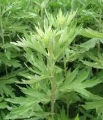 遏蓝菜霜霉_圆叶遏蓝菜百度百科_遏蓝菜