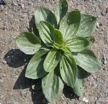遏蓝菜霜霉_遏蓝菜_圆叶遏蓝菜百度百科