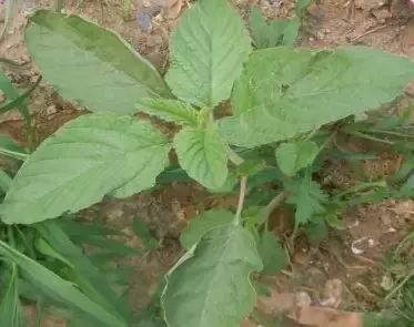 圆叶遏蓝菜百度百科_遏蓝菜_遏蓝菜霜霉