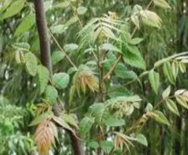 圆叶遏蓝菜百度百科_遏蓝菜_遏蓝菜霜霉