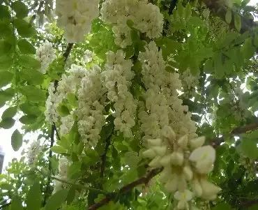 遏蓝菜霜霉_遏蓝菜_圆叶遏蓝菜百度百科