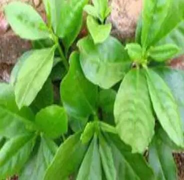 遏蓝菜霜霉_圆叶遏蓝菜百度百科_遏蓝菜