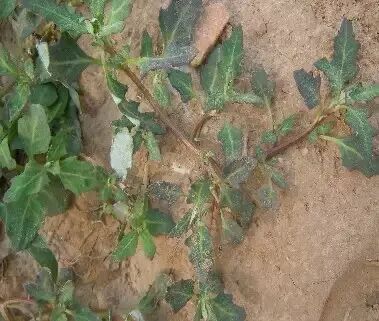 圆叶遏蓝菜百度百科_遏蓝菜霜霉_遏蓝菜