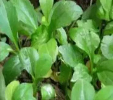 圆叶遏蓝菜百度百科_遏蓝菜_遏蓝菜霜霉