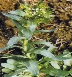 遏蓝菜霜霉_圆叶遏蓝菜百度百科_遏蓝菜