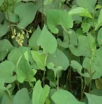 圆叶遏蓝菜百度百科_遏蓝菜霜霉_遏蓝菜