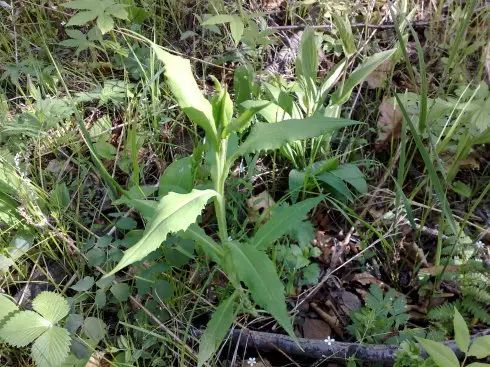 遏蓝菜霜霉_圆叶遏蓝菜百度百科_遏蓝菜