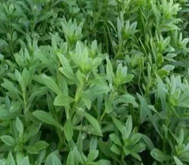 遏蓝菜霜霉_圆叶遏蓝菜百度百科_遏蓝菜