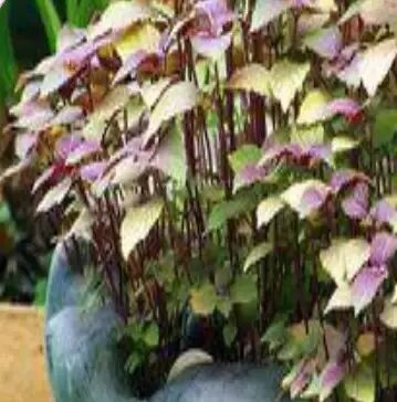 圆叶遏蓝菜百度百科_遏蓝菜霜霉_遏蓝菜