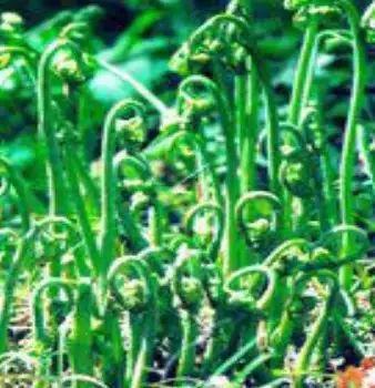 遏蓝菜霜霉_圆叶遏蓝菜百度百科_遏蓝菜