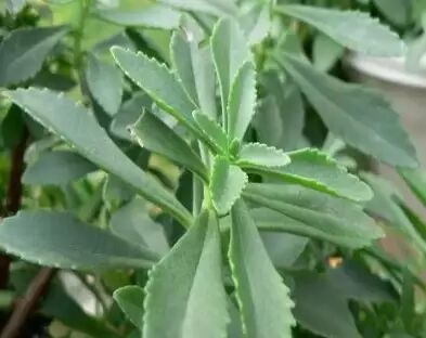 遏蓝菜霜霉_圆叶遏蓝菜百度百科_遏蓝菜