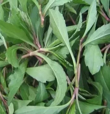 遏蓝菜_圆叶遏蓝菜百度百科_遏蓝菜霜霉