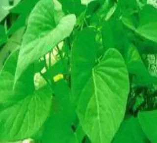 遏蓝菜_遏蓝菜霜霉_圆叶遏蓝菜百度百科