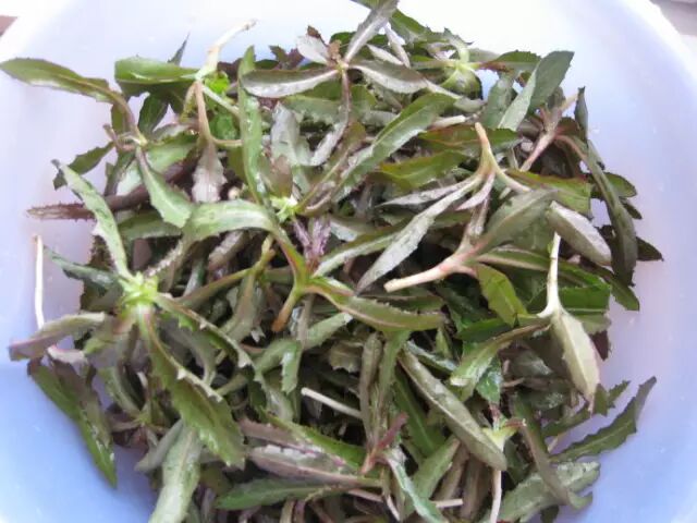 圆叶遏蓝菜百度百科_遏蓝菜_遏蓝菜霜霉