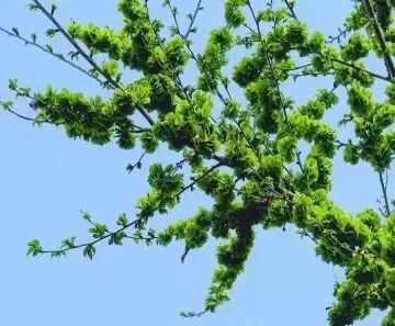 圆叶遏蓝菜百度百科_遏蓝菜霜霉_遏蓝菜