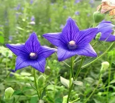 遏蓝菜霜霉_圆叶遏蓝菜百度百科_遏蓝菜