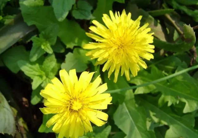 圆叶遏蓝菜百度百科_遏蓝菜_遏蓝菜霜霉