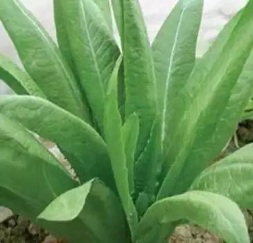 遏蓝菜霜霉_遏蓝菜_圆叶遏蓝菜百度百科