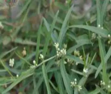 圆叶遏蓝菜百度百科_遏蓝菜_遏蓝菜霜霉