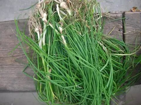 圆叶遏蓝菜百度百科_遏蓝菜霜霉_遏蓝菜