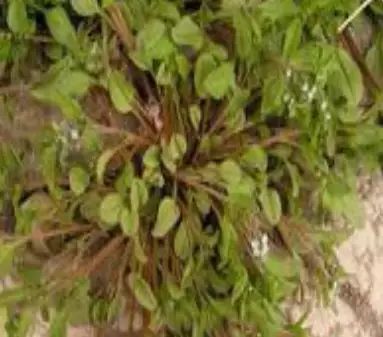 遏蓝菜_遏蓝菜霜霉_圆叶遏蓝菜百度百科