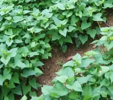 圆叶遏蓝菜百度百科_遏蓝菜霜霉_遏蓝菜