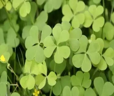 圆叶遏蓝菜百度百科_遏蓝菜霜霉_遏蓝菜