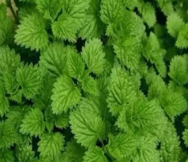 遏蓝菜_圆叶遏蓝菜百度百科_遏蓝菜霜霉