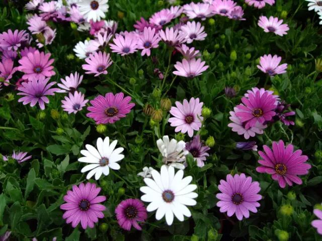 9月3日花历紫菀