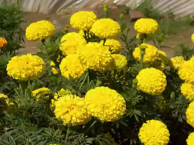 核果类果树栽植前最好用生物农药抗根癌剂 - 黄牛 - 人生价值的追求者……