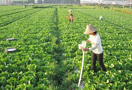 秋冬苗木栽植技术大解析