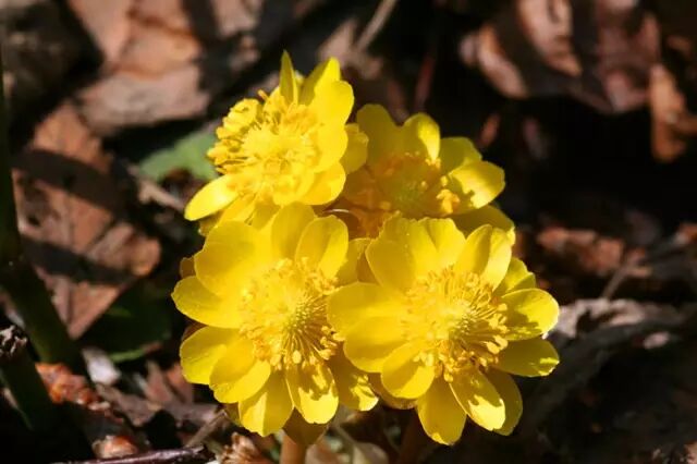 8月31日花历福寿草