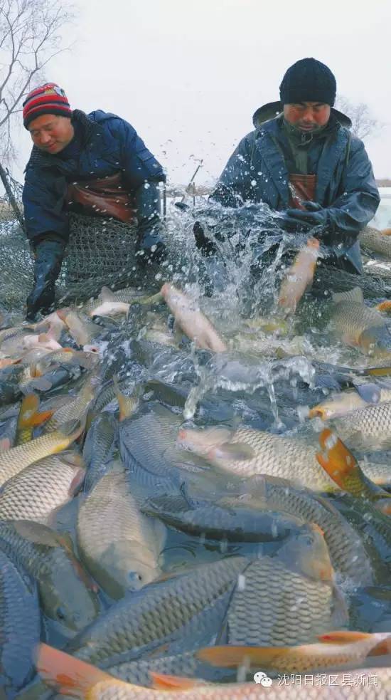 【微·政】新民市建成东北最大鲜鱼批发市场