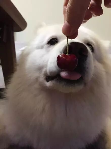 萌宠图片:❤蠢狗不知在梦里吃啥独食，端午快急哭了......图片