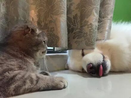 萌宠图片:❤蠢狗不知在梦里吃啥独食，端午快急哭了......图片