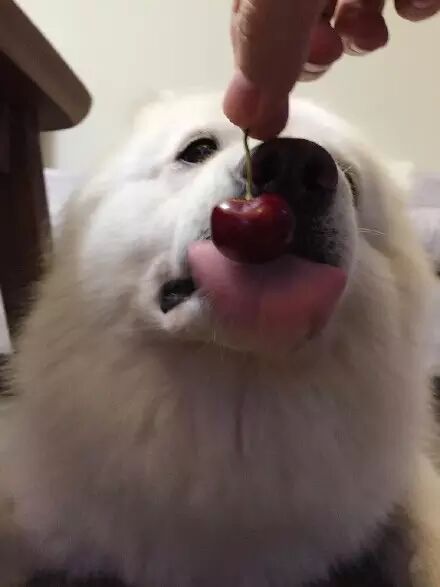 萌宠图片:❤蠢狗不知在梦里吃啥独食，端午快急哭了......图片