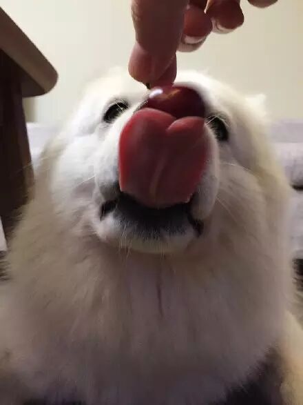 萌宠图片:❤蠢狗不知在梦里吃啥独食，端午快急哭了......图片