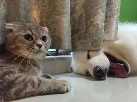 萌宠图片:❤蠢狗不知在梦里吃啥独食，端午快急哭了......图片