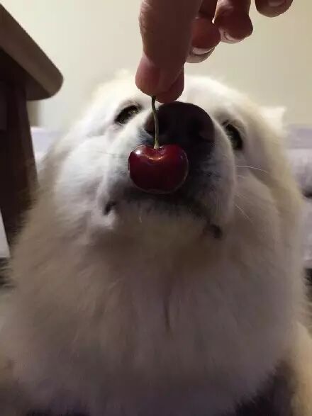 萌宠图片:❤蠢狗不知在梦里吃啥独食，端午快急哭了......图片