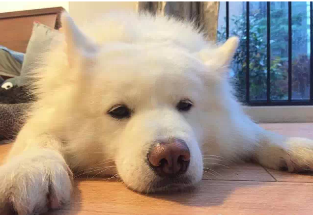 萌宠图片:狗，你家缺猫么？——之思考狗生图片