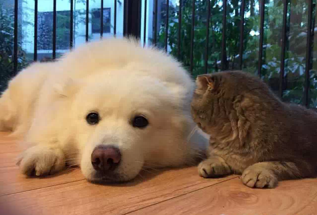 萌宠图片:狗，你家缺猫么？——之思考狗生图片