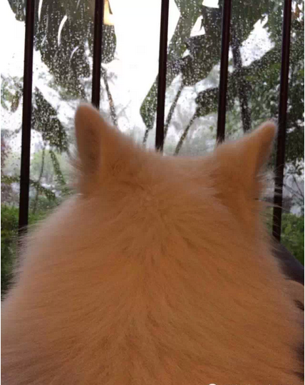 萌宠图片:狗，你家缺猫么？——之思考狗生图片